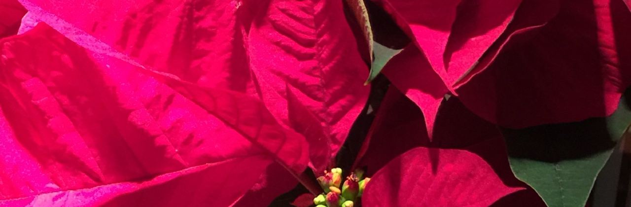 The Cheesecake Factory