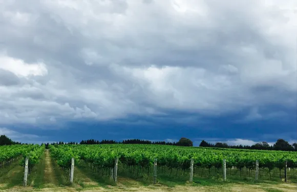 Tallagandra Hill Winery