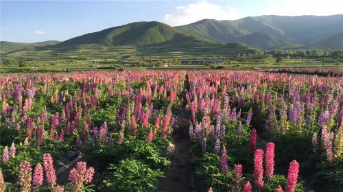 Colorful Flower Sea Scenic Spot