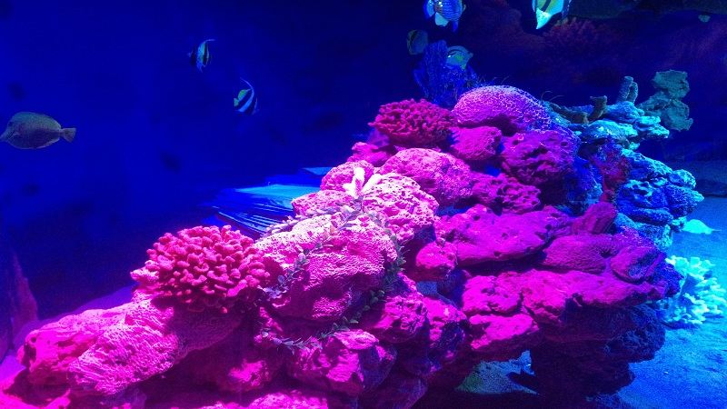 廣東惠州雙月灣+海龜自然保護區+平海古城一日遊
