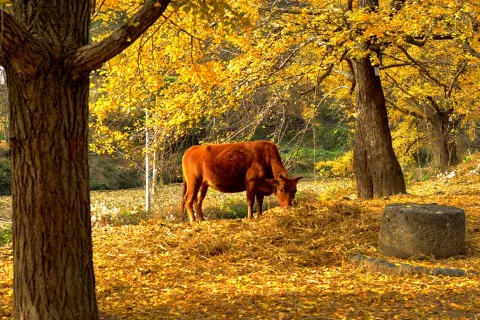 Jiuluzhai Ecological Tourism Zone
