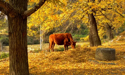 Jiuluzhai Ecological Tourism Zone