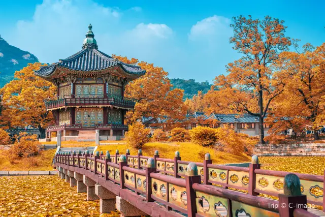 Ginkgo Trees in Seoul
