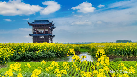 Rapeseed Flower Viewing in Xinghua