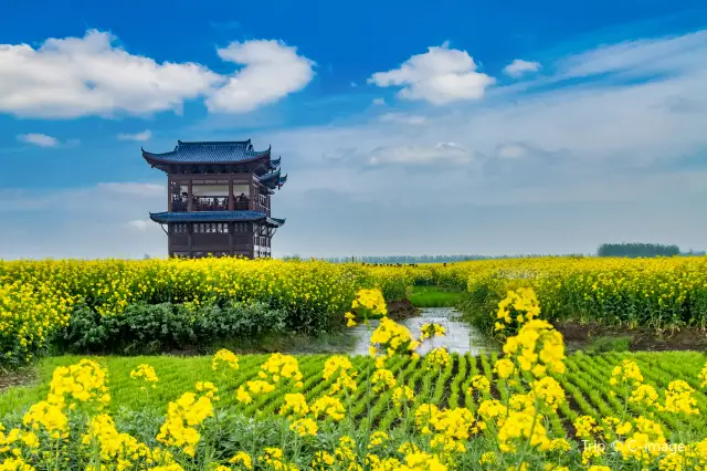 Xinghua Appreciation of Rapeseed Flowers