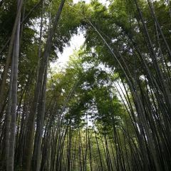 詩竹園老字型大小全竹宴張用戶圖片