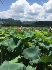 神仙居蓮荷文化園