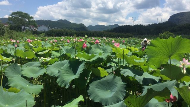 Shenxianju Lotus Culture Park