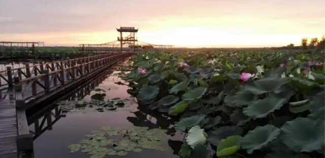 Lotus Viewing in Xinghua