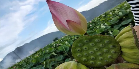 巽寮灣景區-荷花小鎮