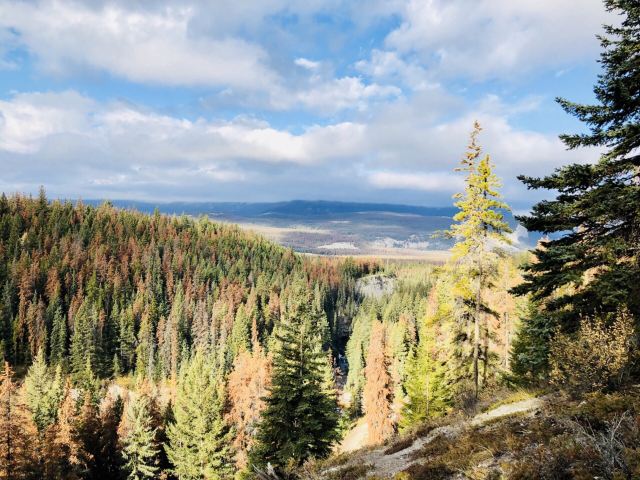 Maligne Canyon