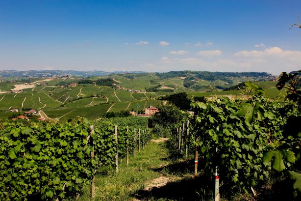 barolo