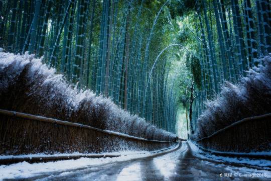 京都+大阪+嵐山+三千院+嵐山嵯峨野觀光小火車一日遊