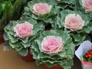Chencun Flower World