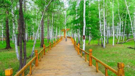 Beiji Village - White Birch Forest