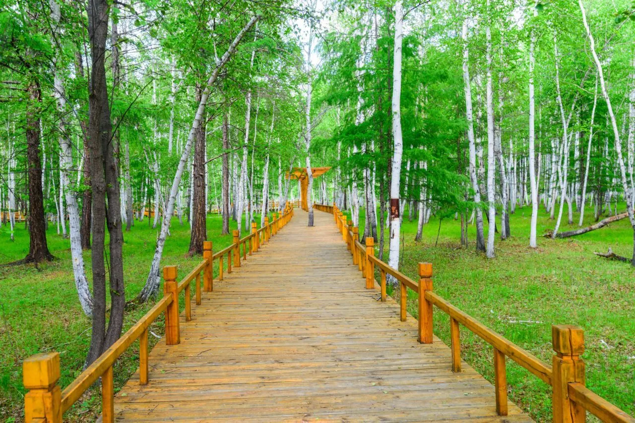 Beiji Village - White Birch Forest