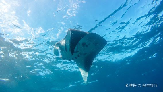 Nusa Lembongan Island Hopping Tour|Devil's Tears|Dream Beach|Snorkeling|Banana Boat 1-day tour