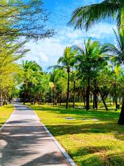 Coconut Dream Corridor