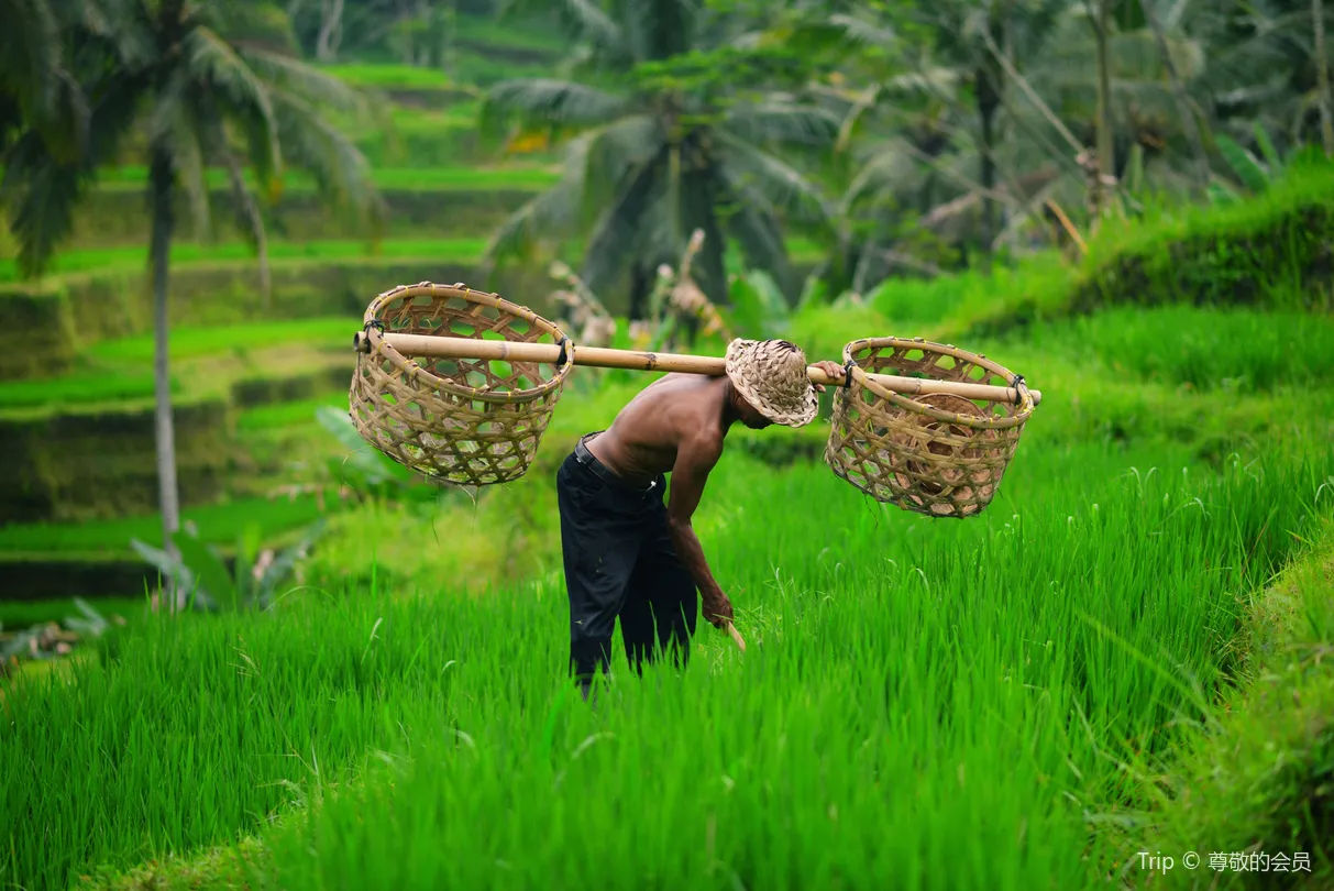 4_Ubud