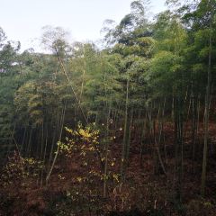 安吉涵田度假村·餐厅 User Photo