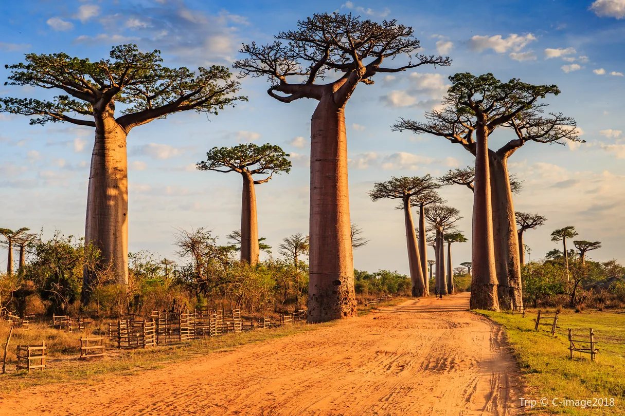 2_Avenue of the Baobabs