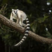 Madagascar