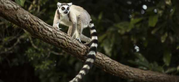 Madagascar – najbardziej polecane hotele