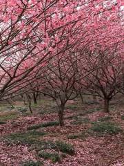 Longquan Ancient Town