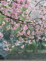 莫愁湖公園