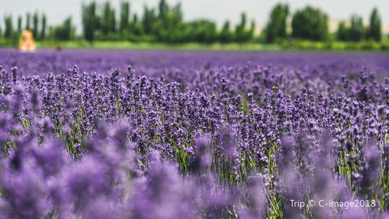 Lavender Viewing in Ili
