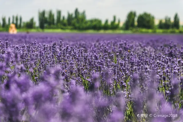 Lavender Viewing in Ili
