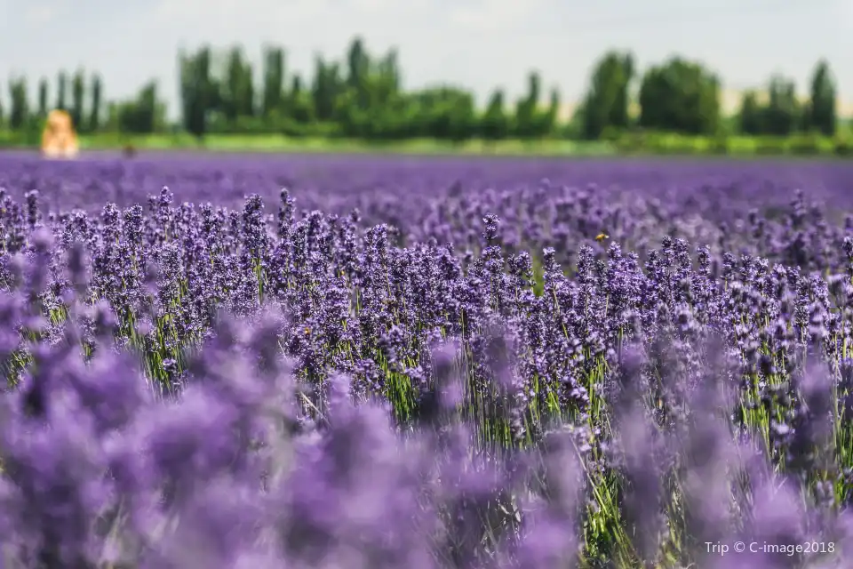 3_Princess Jieyou Lavender Garden