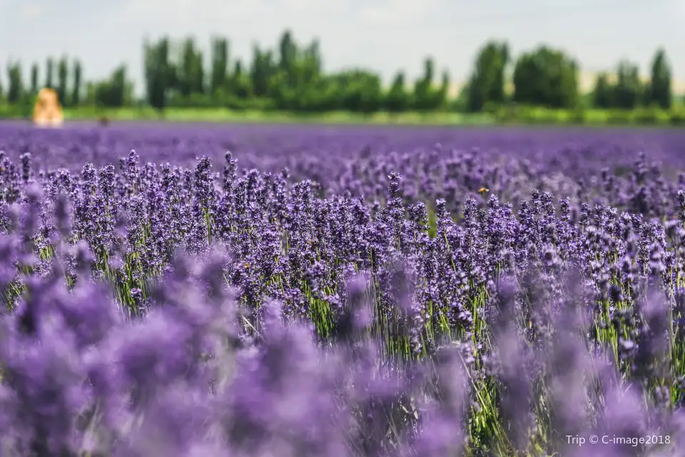 3_Princess Jieyou Lavender Garden