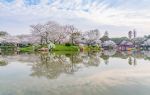 東湖櫻花園