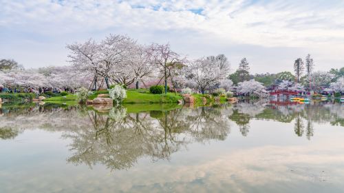 East Lake Cherry Blossom Garden