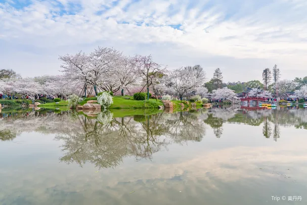 4_East Lake Cherry Blossom Garden