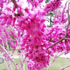 集杰尚品海鲜烤肉自助餐厅(乳山振华店) User Photo