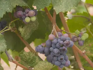 VanArnam Vineyards