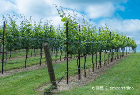 Mersea Island Vineyard