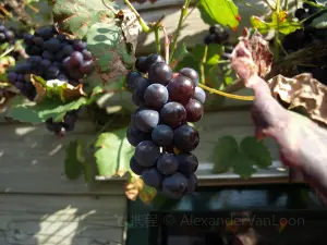 Pepper Bridge Winery