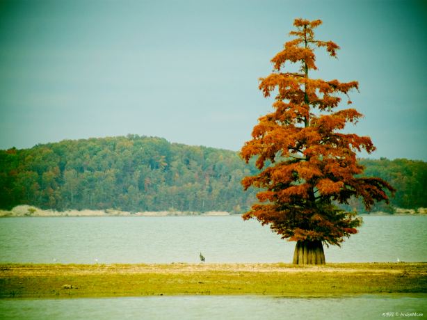 Cypress Lake