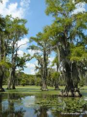 Cypress Lake