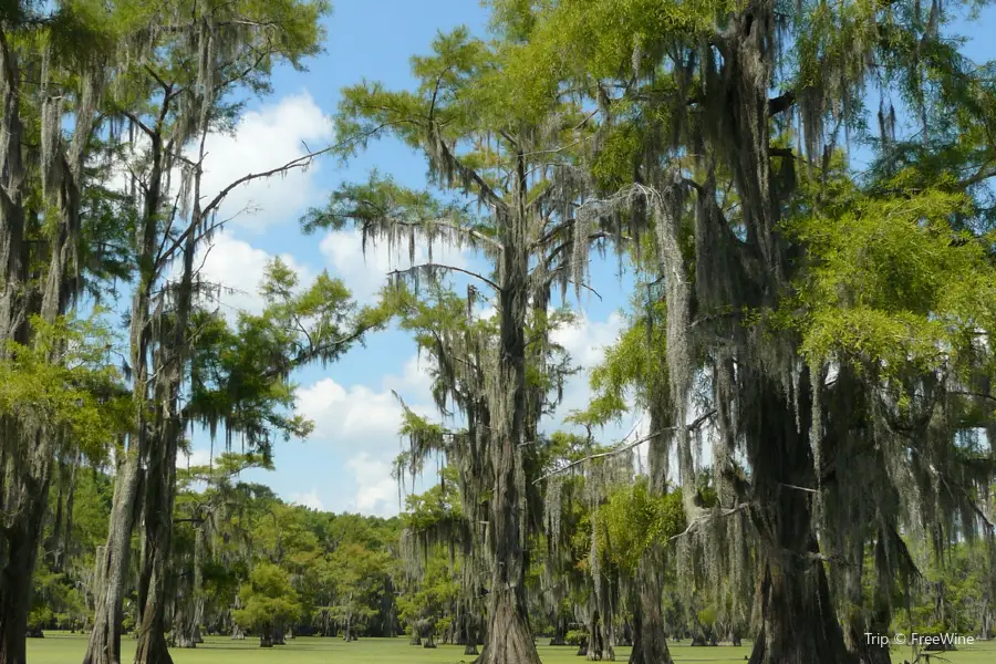 Cypress Lake