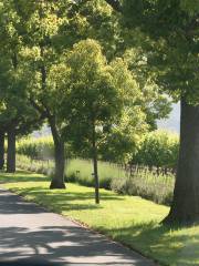 St. Supéry Estate Vineyards & Winery