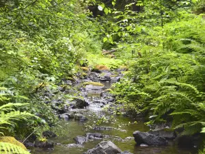 Van Damme State Park