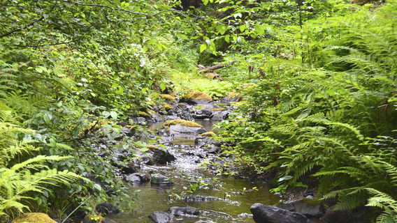 Little River