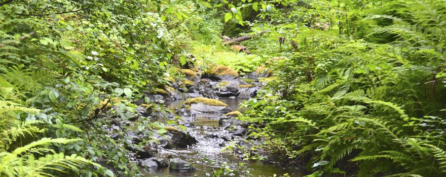Van Damme State Park