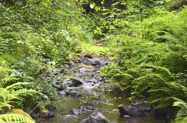 Van Damme State Park