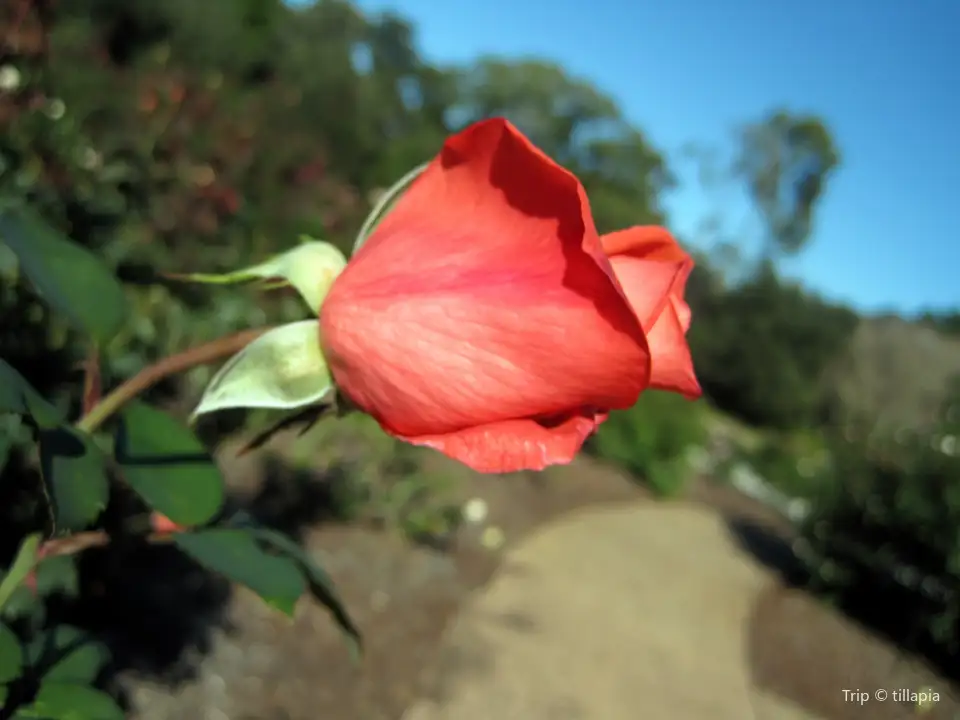 5_Harry P. Leu Gardens