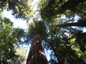 Hendy Woods State Park
